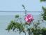 'estuaire_vu_des_fleurs.jpg'
